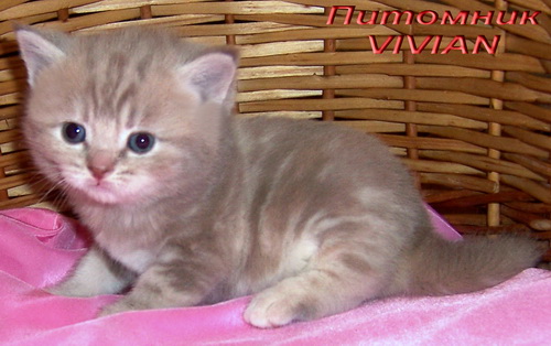      Vivian