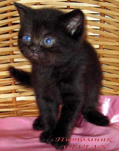      Vivian