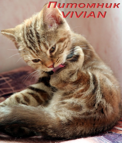      Vivian