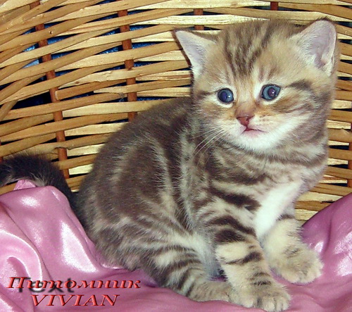      Vivian