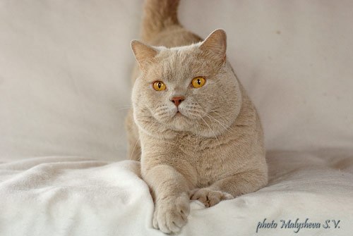      Beltene