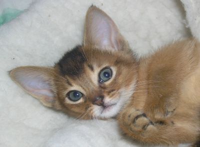      Rocabella