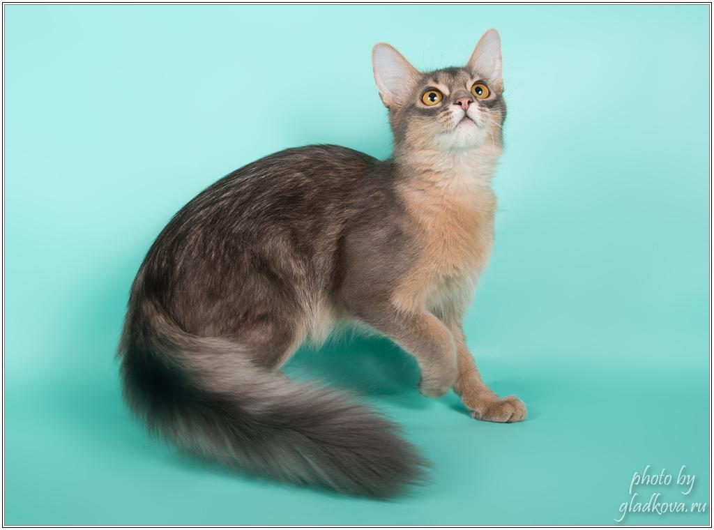      Rocabella