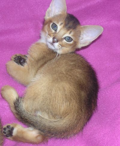      Rocabella