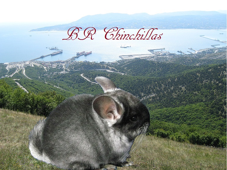   ( )    Br Chinchillas