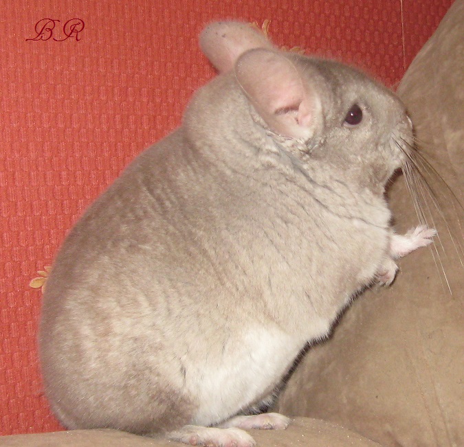   ( )    Br Chinchillas