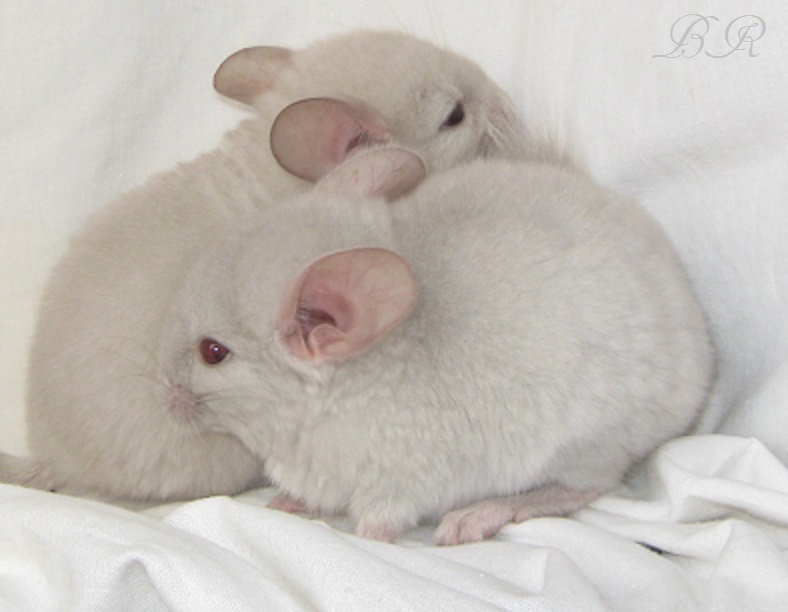  ( )    Br Chinchillas