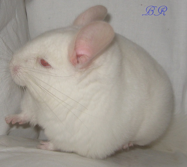   ( )    Br Chinchillas