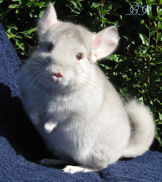   ( )    Br Chinchillas