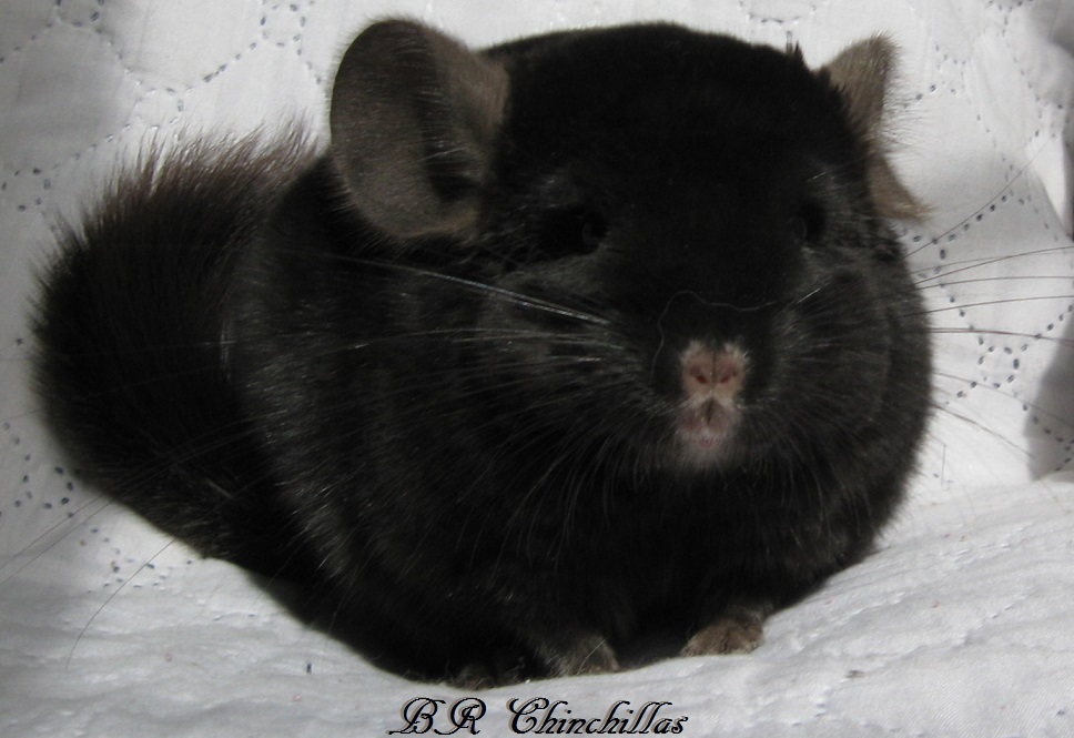   ( )    Br Chinchillas