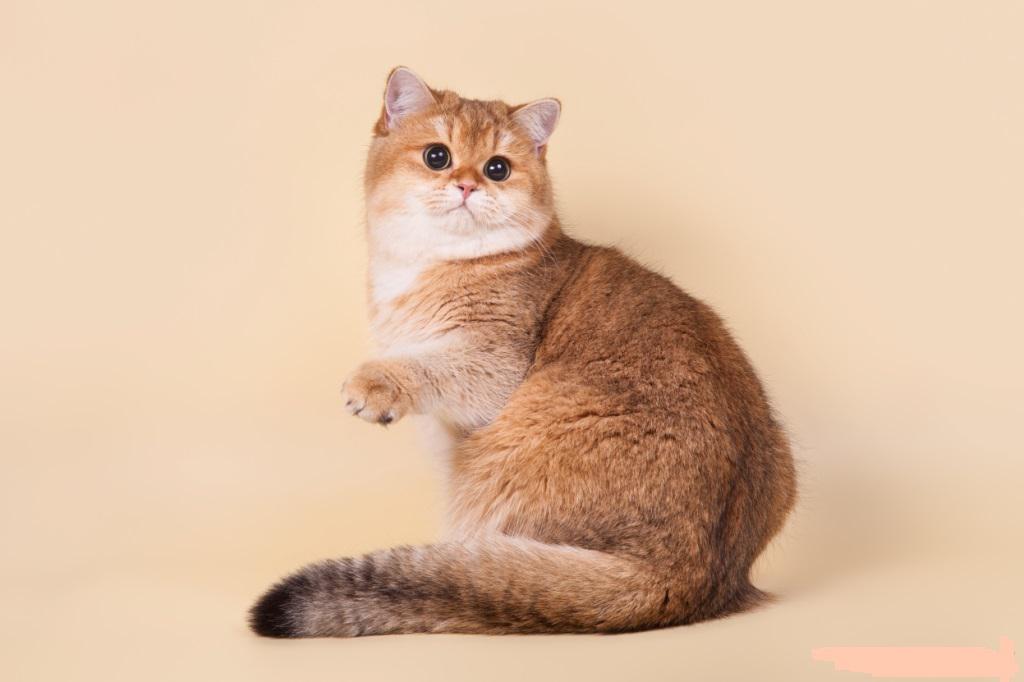    (-)