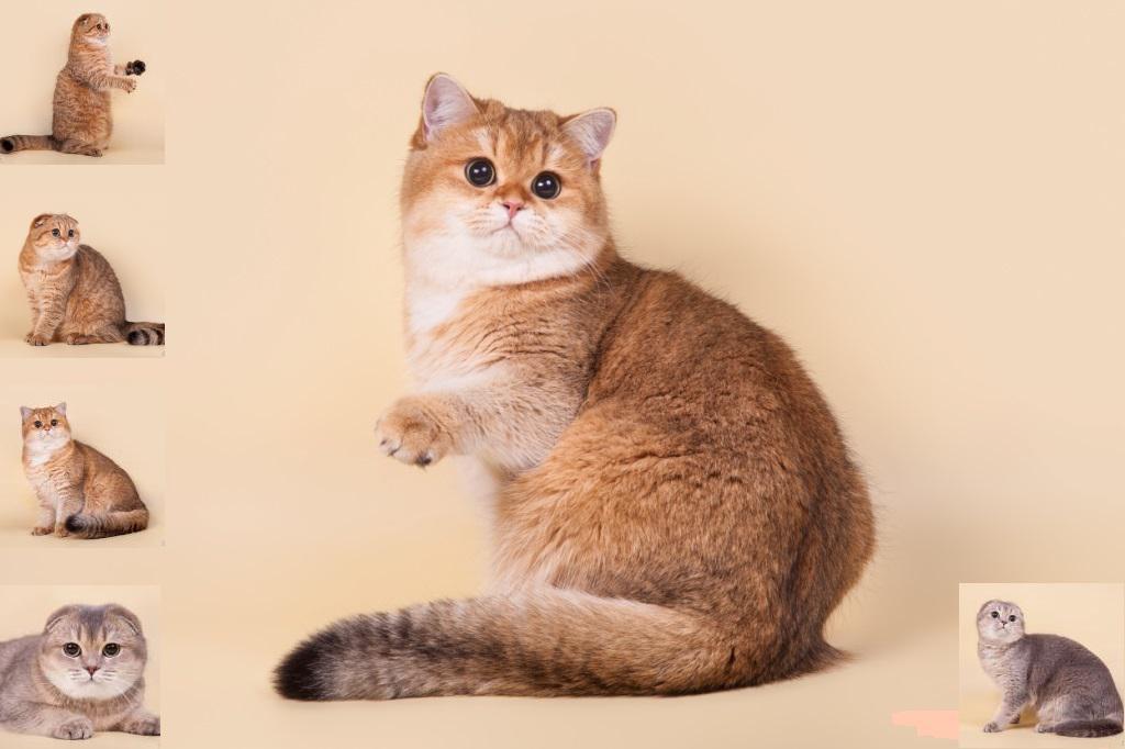    (-)