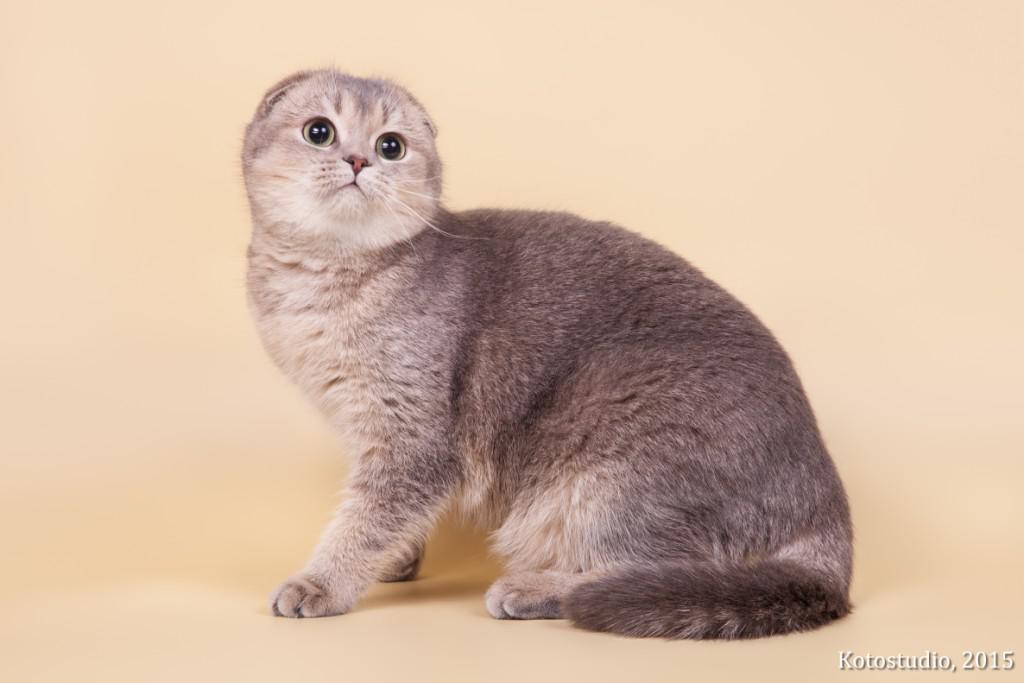    (-)