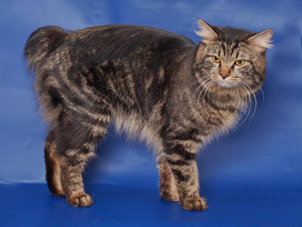      Nero Lince