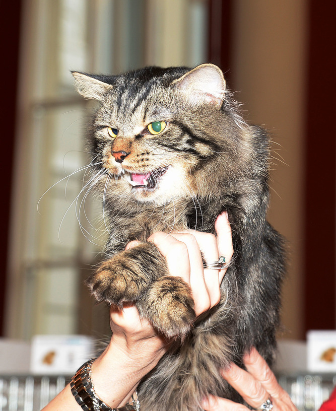      Nero Lince