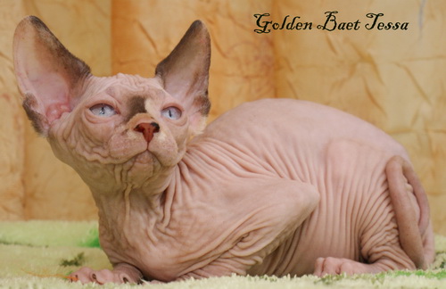  ( )    Golden Baet