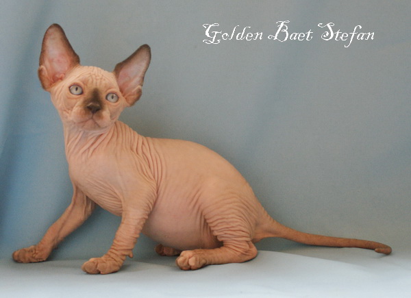  ( )    Golden Baet