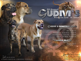    ( )    Gudivi`s