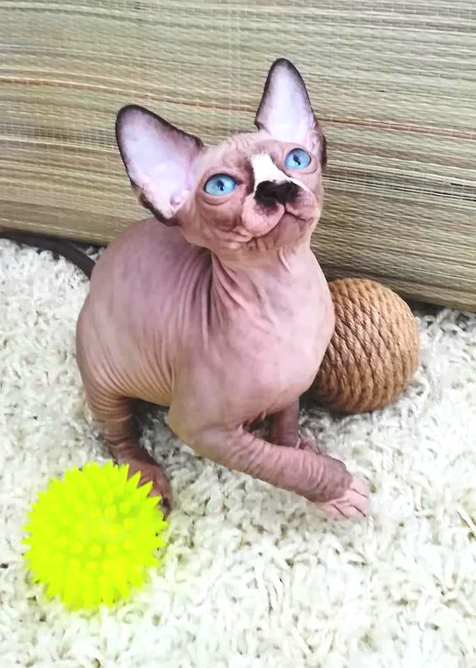  ( )