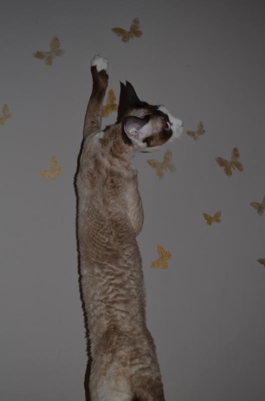 -.  