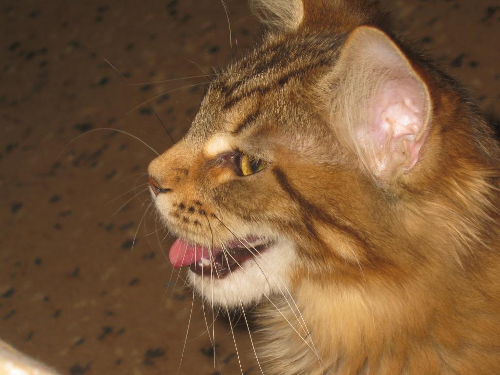 -.  
