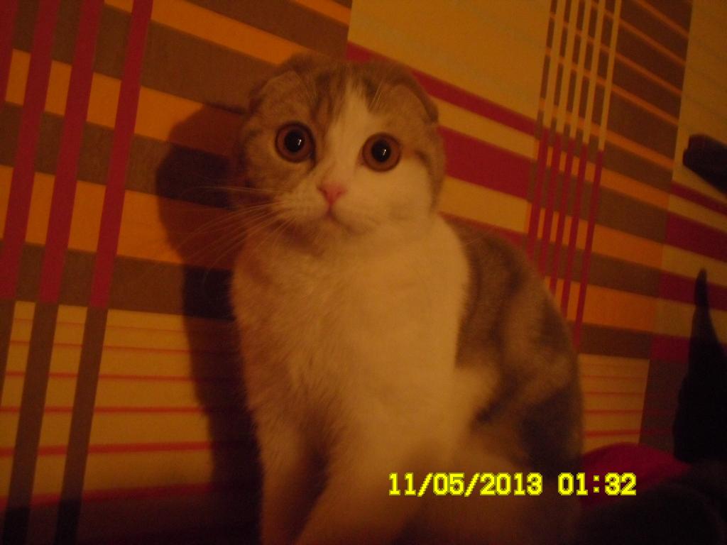    (-).  